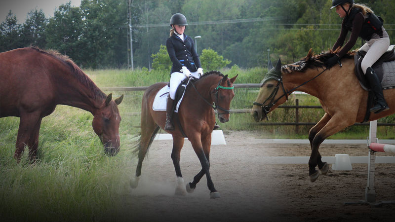 Stjärnholms Ryttarförening_ridcollage_1600x900.jpg (3)