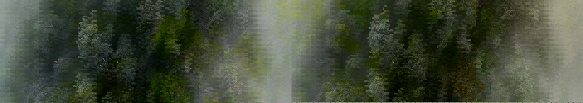 Targetaid Rädda Regnskog Hero 2000X1100