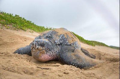 turtle.jpg (3)