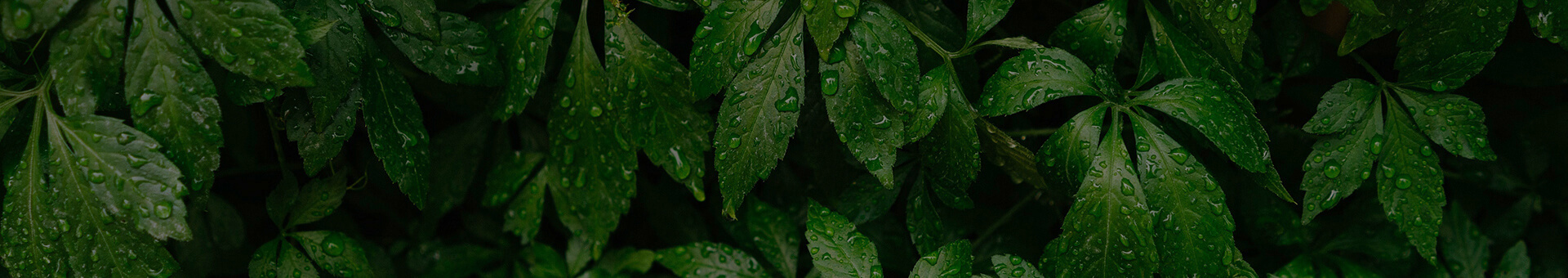 Targetaid Our Impact Background 1920X340 Lighter Tp