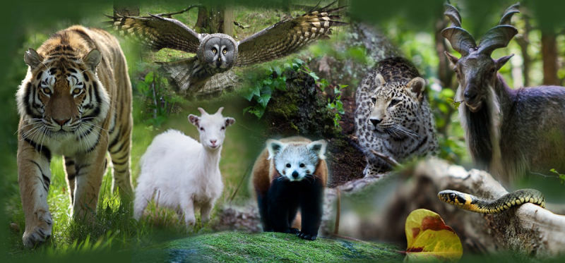 banner-var-djur.jpg (3)