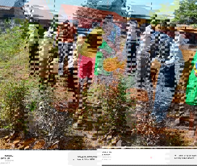 trees in school.jpeg