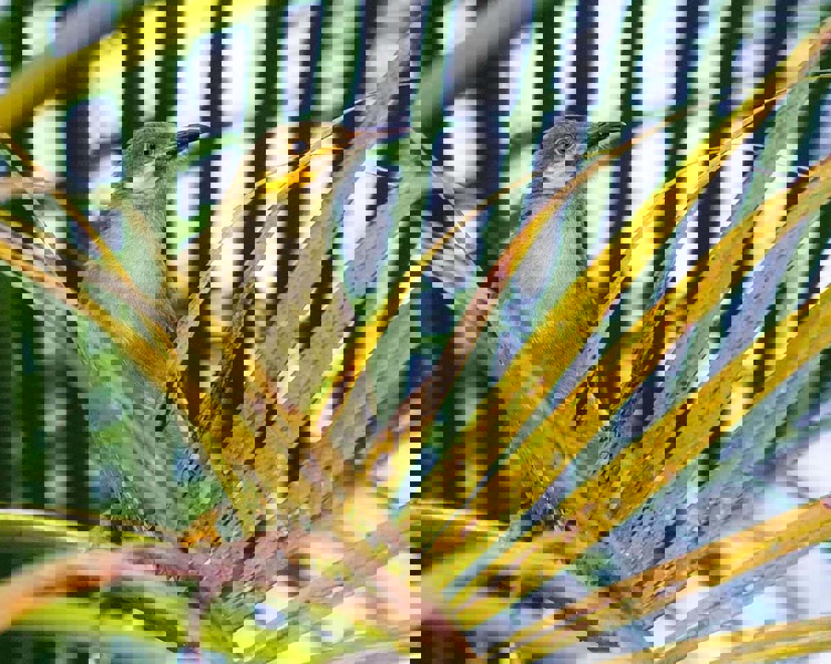 Targetaid Rädda Regnskog Alt 3 1220X960