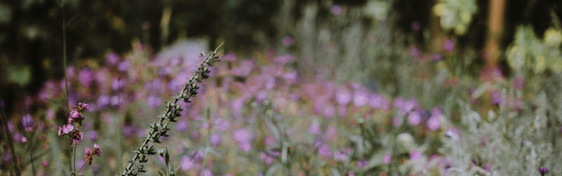 Livf_tradg_bakgr_blom--.jpg (3)