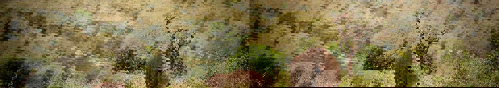 Target Peace Parks Foundation Sweden Alt 2 Hero 2000X1100