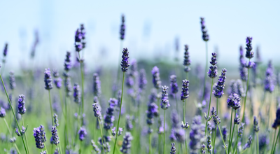 lavenders-3490599_1920.png
