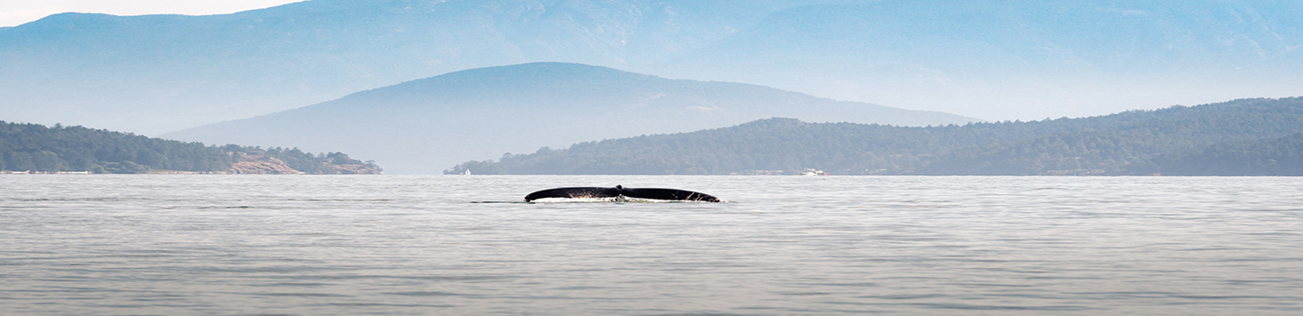Test Image 1440X350