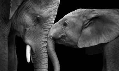 Targetaid Peace Parks Foundation Sweden 723X430 Tp Jpg