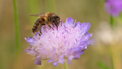 nordiskt_bi_EE-1_webb.jpg (3)