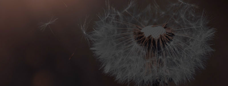 dandelion-3416140_dark-1800_smal.jpg (3)