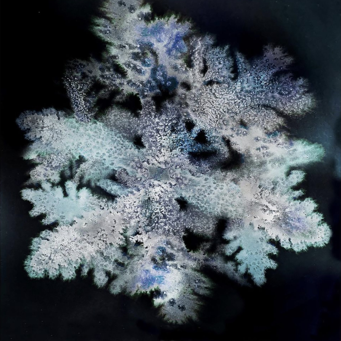 snöflingastina.png