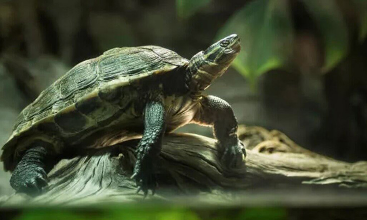 Targetaid Nordens Ark 723X439 Tp