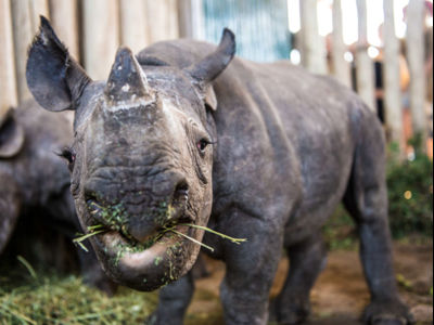 rhinocalf.jpg (3)